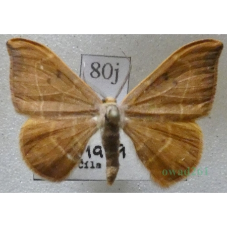 Watsonalla binaria (Hufnagel, 1767) male Wycinka dwojaczka Czech80j